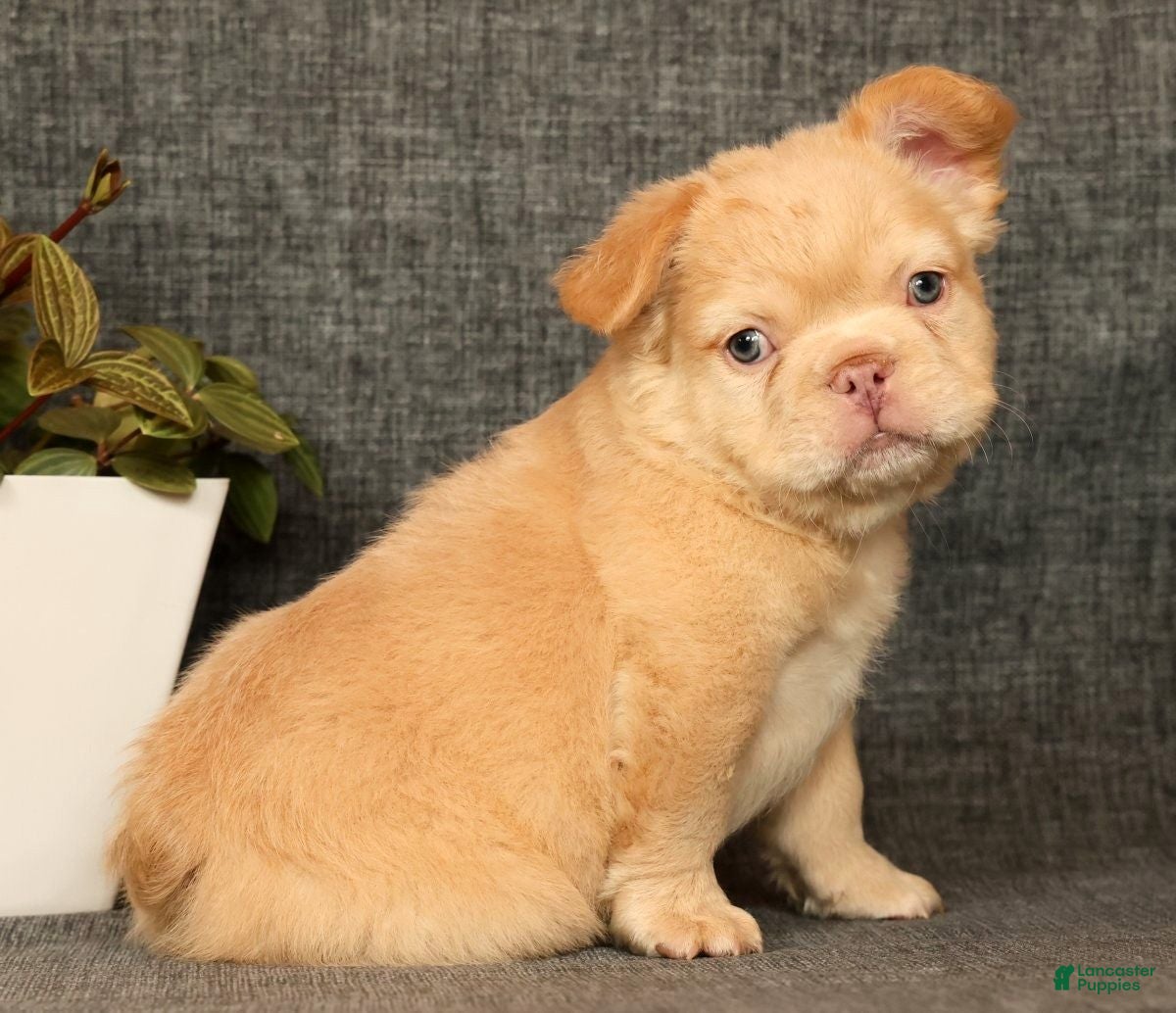 French Bulldog dogs for sale: Danny - Ad 6