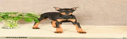 Doberman Pinscher dogs for sale: Harley - Ad 2