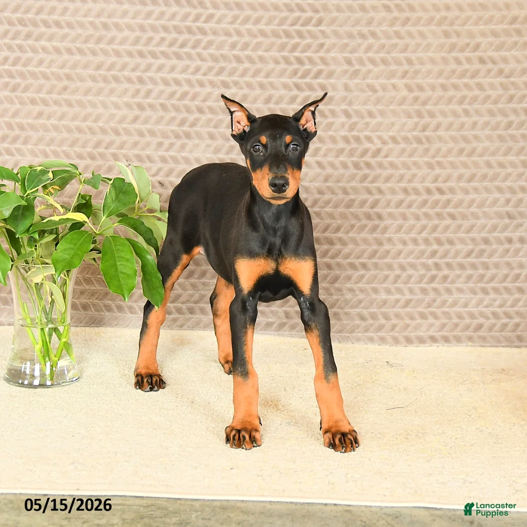 Doberman Pinscher dogs for sale: Harley - Ad 2