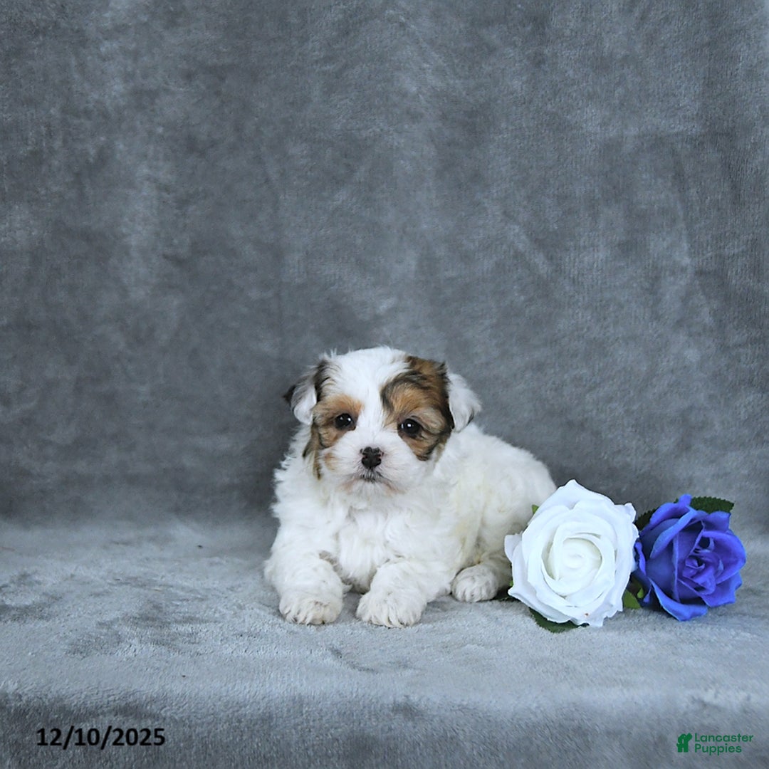 Mixed Breed dogs for sale: Noel EXTRA SMALL - Ad 2