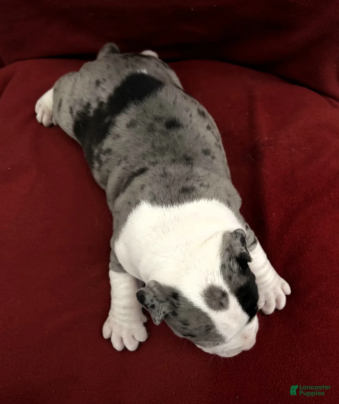 American Bully dogs for sale: "IDRIS ELBA" - Ad 4