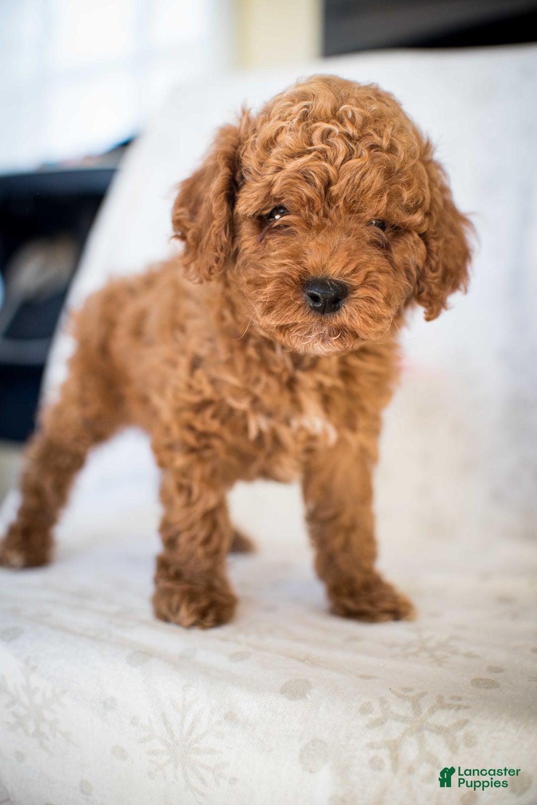 Miniature Poodle dogs for sale: Cinnamon Spice - Ad 2