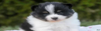 Persephone Pomeranian 