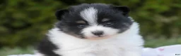 Pomeranian dogs for sale: Persephone Pomeranian  - Ad 1