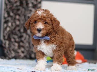Goldendoodle dogs Falco - Ad 13