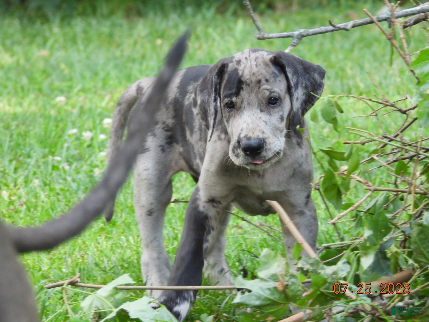 Great Dane dogs Great Dane 3 - Ad 2