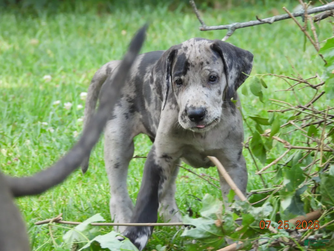 Great Dane dogs for sale: Great Dane 3 - Ad 2