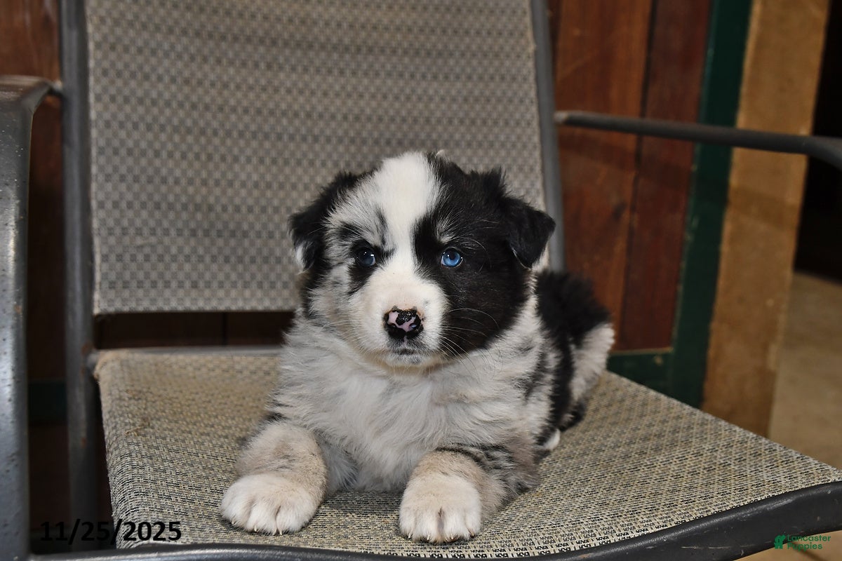 Australian Shepherd dogs Buddy - Ad 4