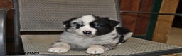 Australian Shepherd dogs for sale: Buddy - Ad 1