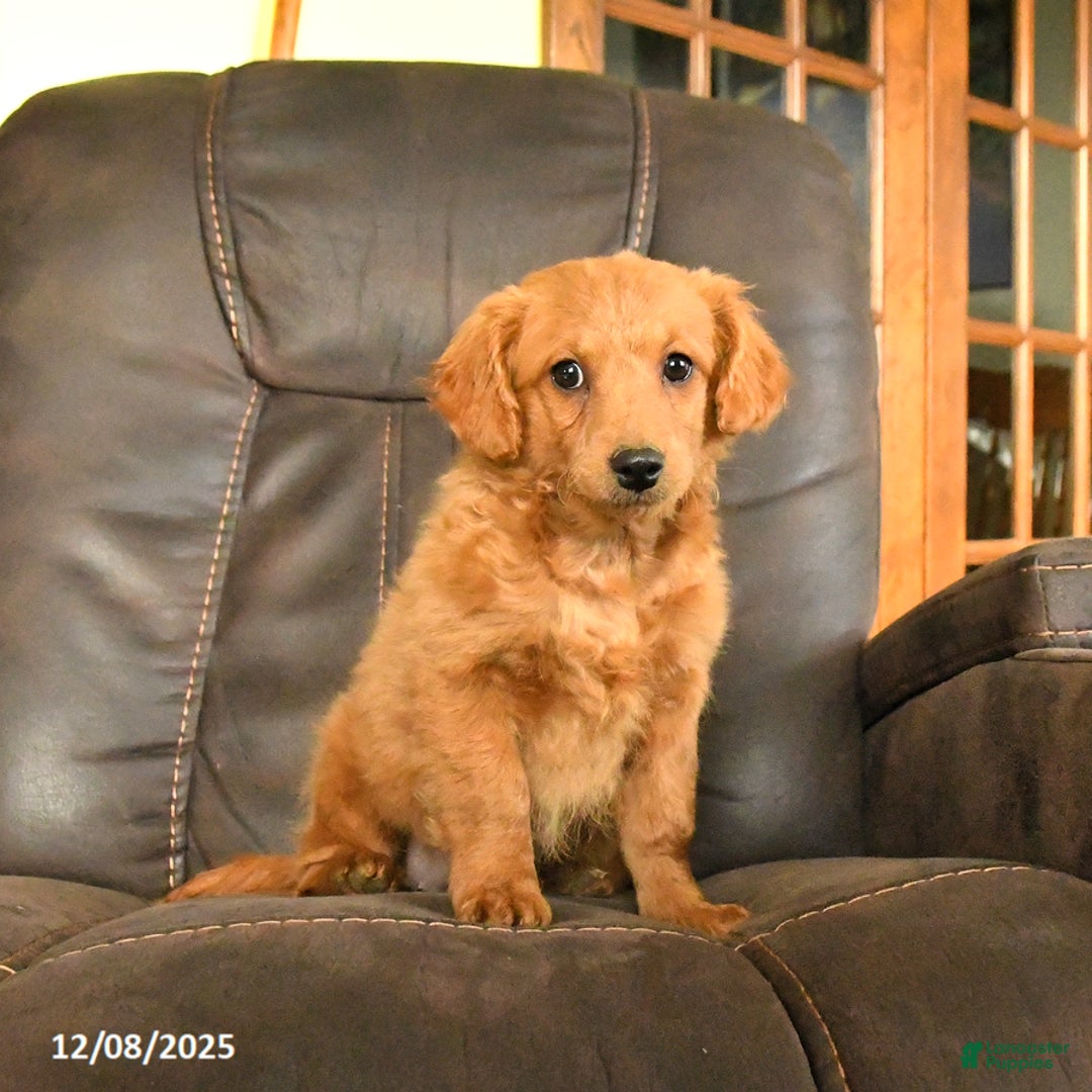 Mini Goldendoodle dogs for sale: Flora   - Ad 2