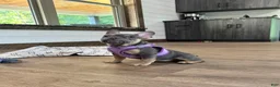 French Bulldog dogs for sale: Coral - Ad 6
