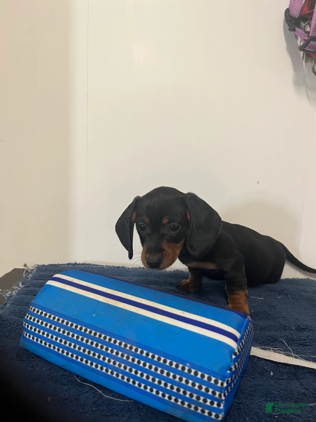 Miniature Dachshund dogs for sale: Glory - Ad 1