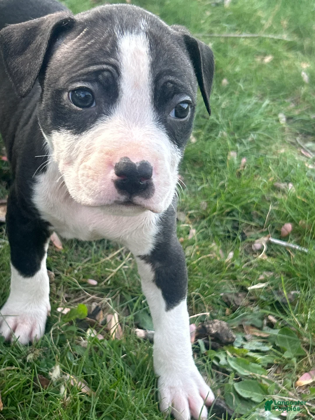 American Bully dogs for sale: American Bully Puppy 5 - Ad 2