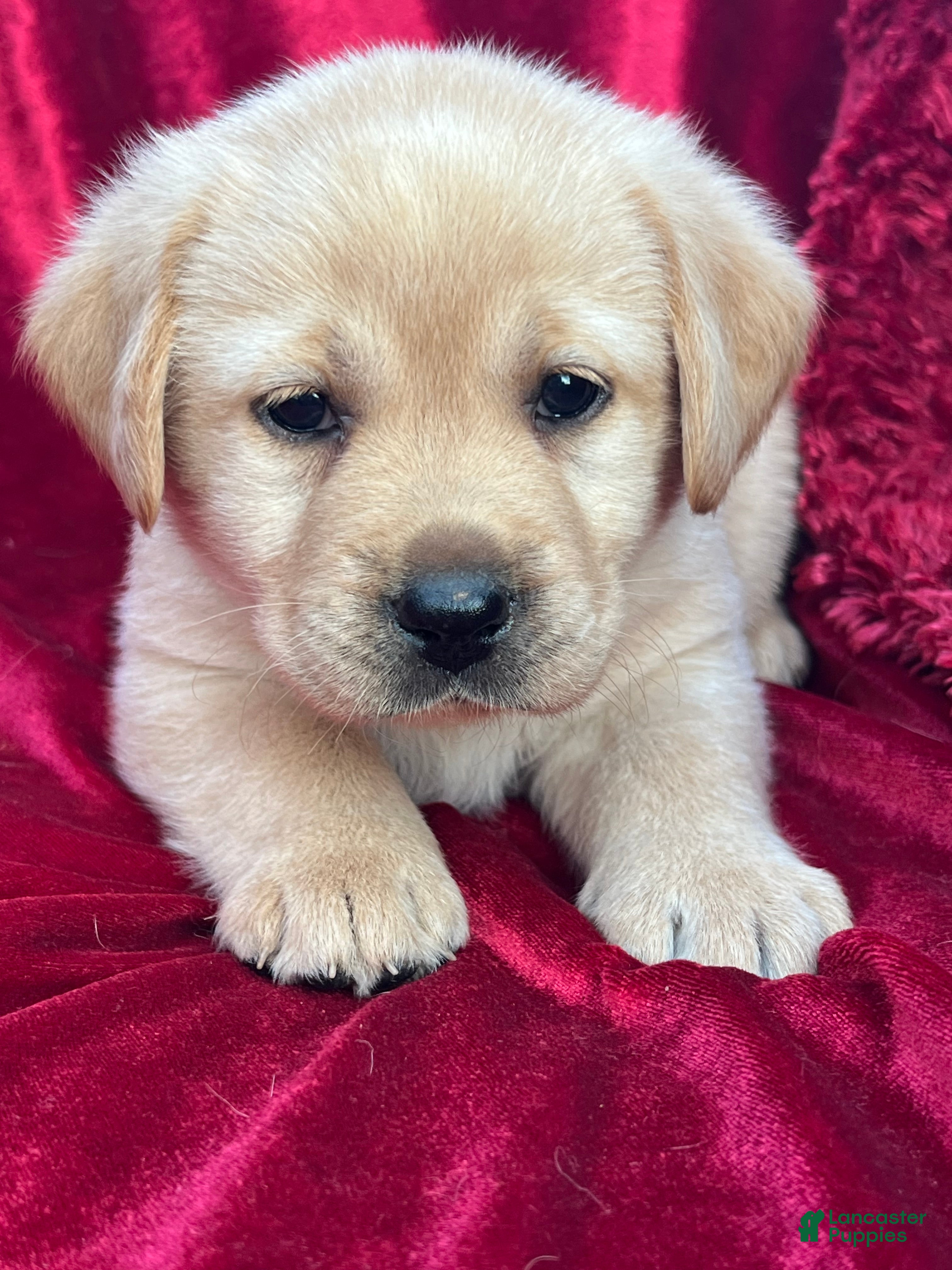 Labrador Retriever dogs Yellow Girl - Ad 2