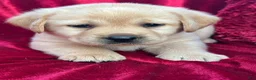 Labrador Retriever dogs for sale: Yellow Girl - Ad 2