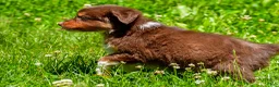 Miniature Australian Shepherd dogs for sale: Freddy - Ad 10