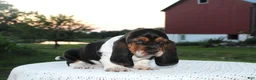 Basset Hound dogs for sale: Rocky - Ad 4