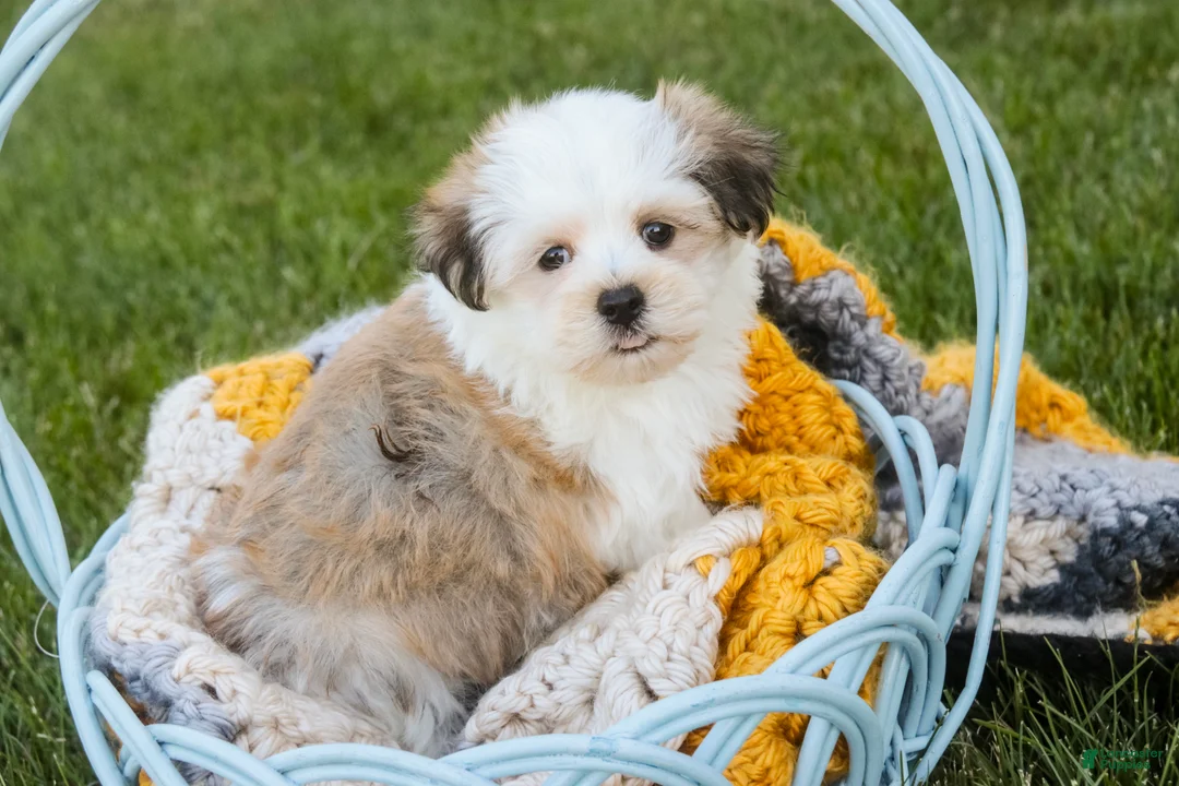 Havanese dogs for sale: Fernando - Ad 1