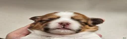 Mixed Breed dogs for sale: Paw-Dmé Amidala  - Ad 5