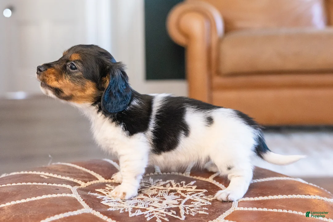 Miniature Dachshund dogs for sale: Greta Longbody - Ad 6