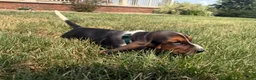 Basset Hound dogs for sale: Walter - Ad 3