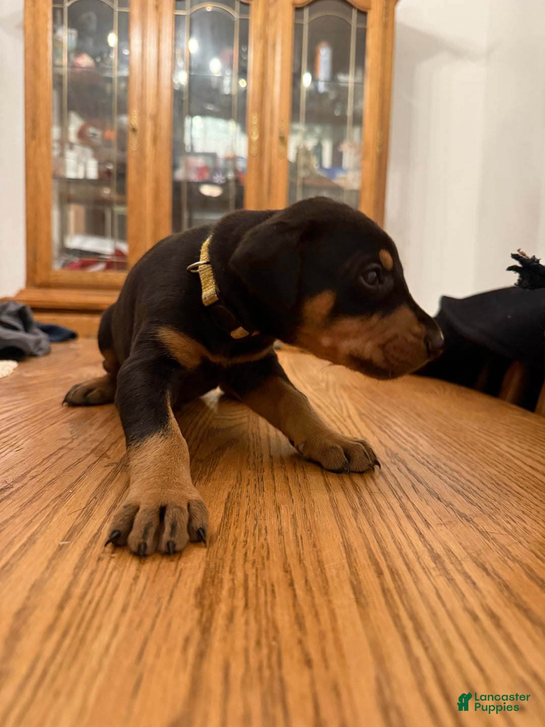Doberman Pinscher dogs for sale: Tj - Ad 2