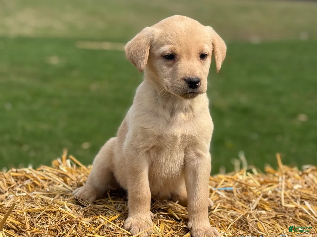 Labrador Retriever dogs for sale: Glenda - Ad 3