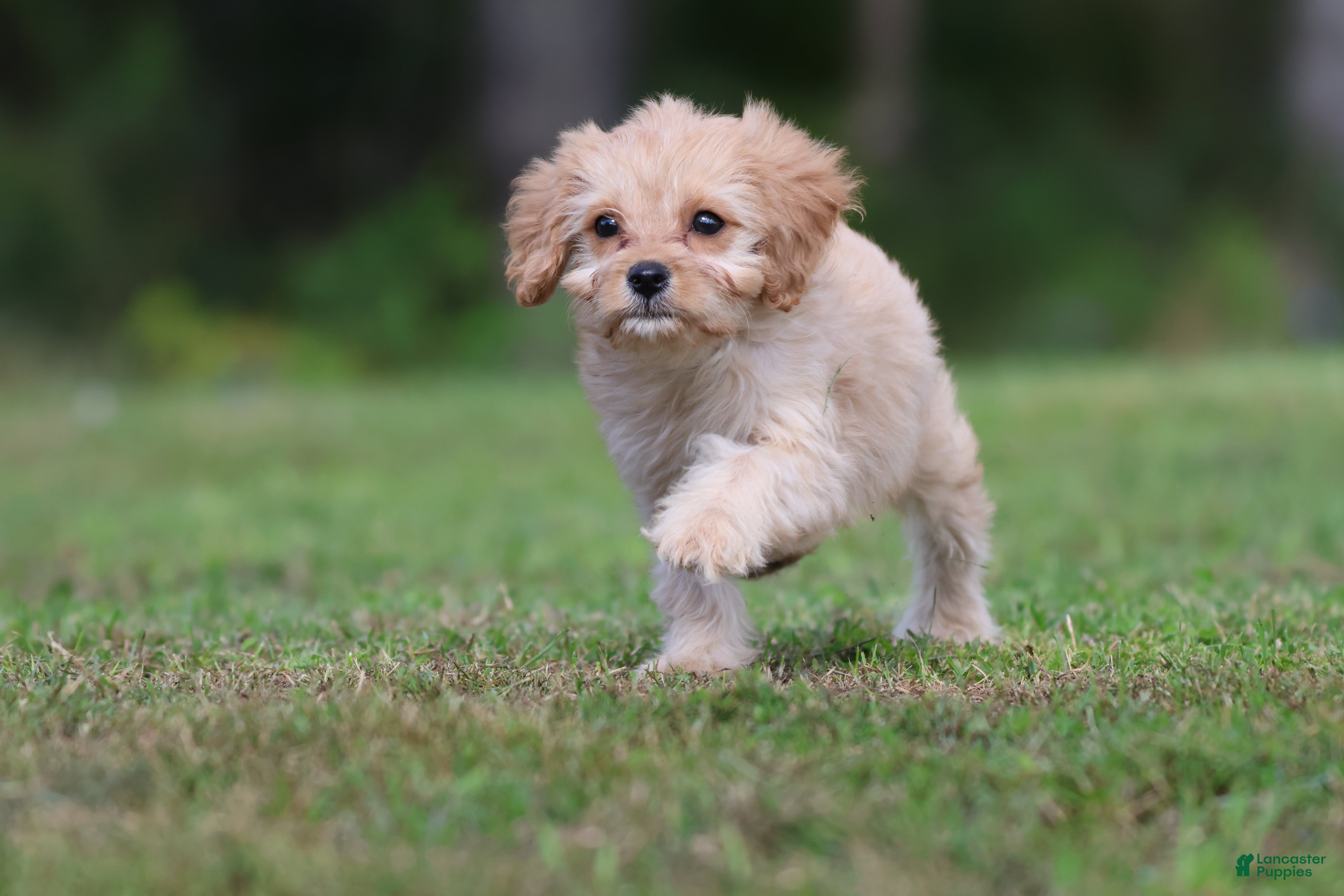 Cavapoo dogs Dexter - Ad 1