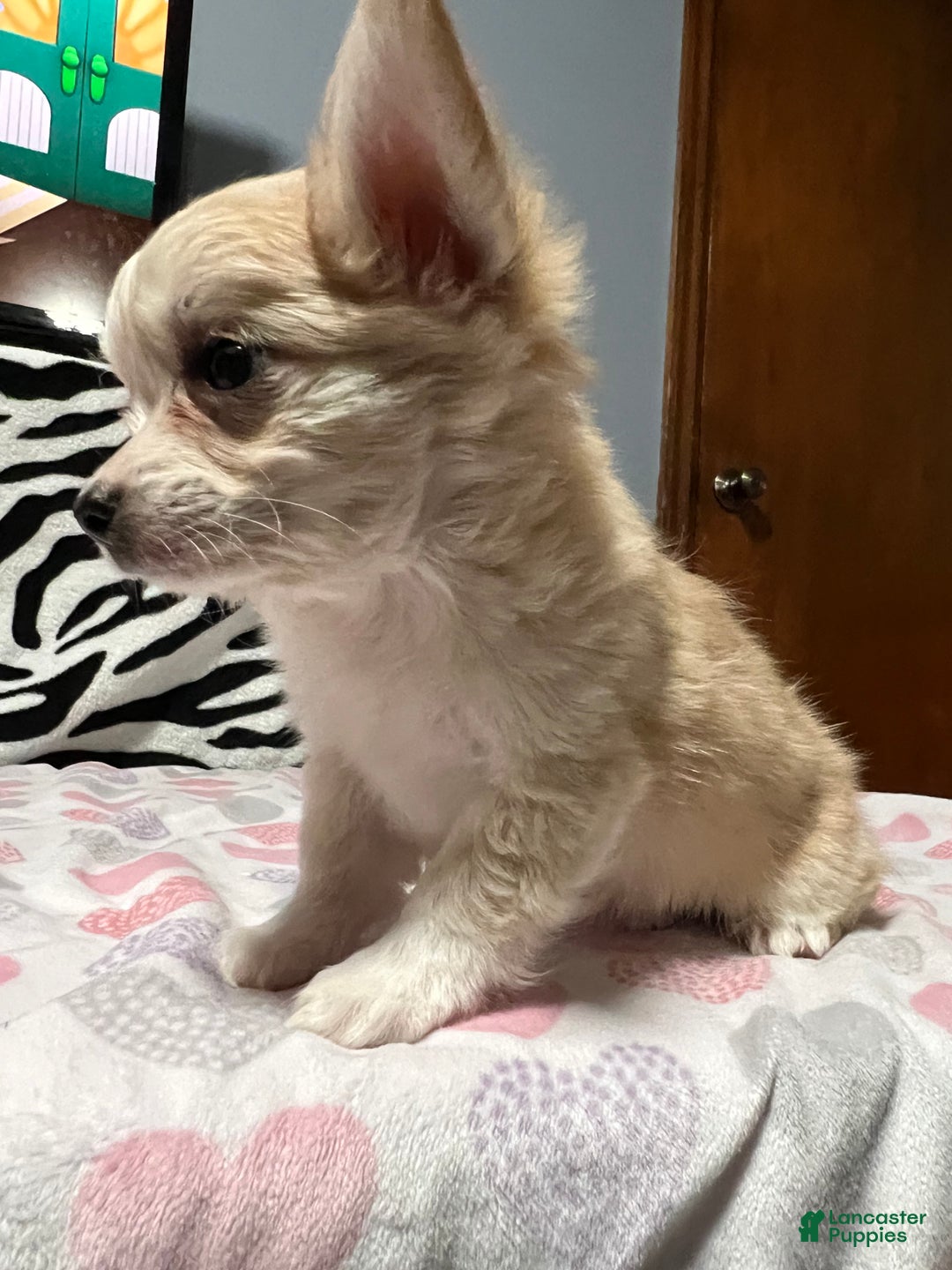 Papillon dogs for sale: Ozzy - Ad 6