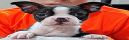 Boston Terrier dogs for sale: Zuma - Ad 2