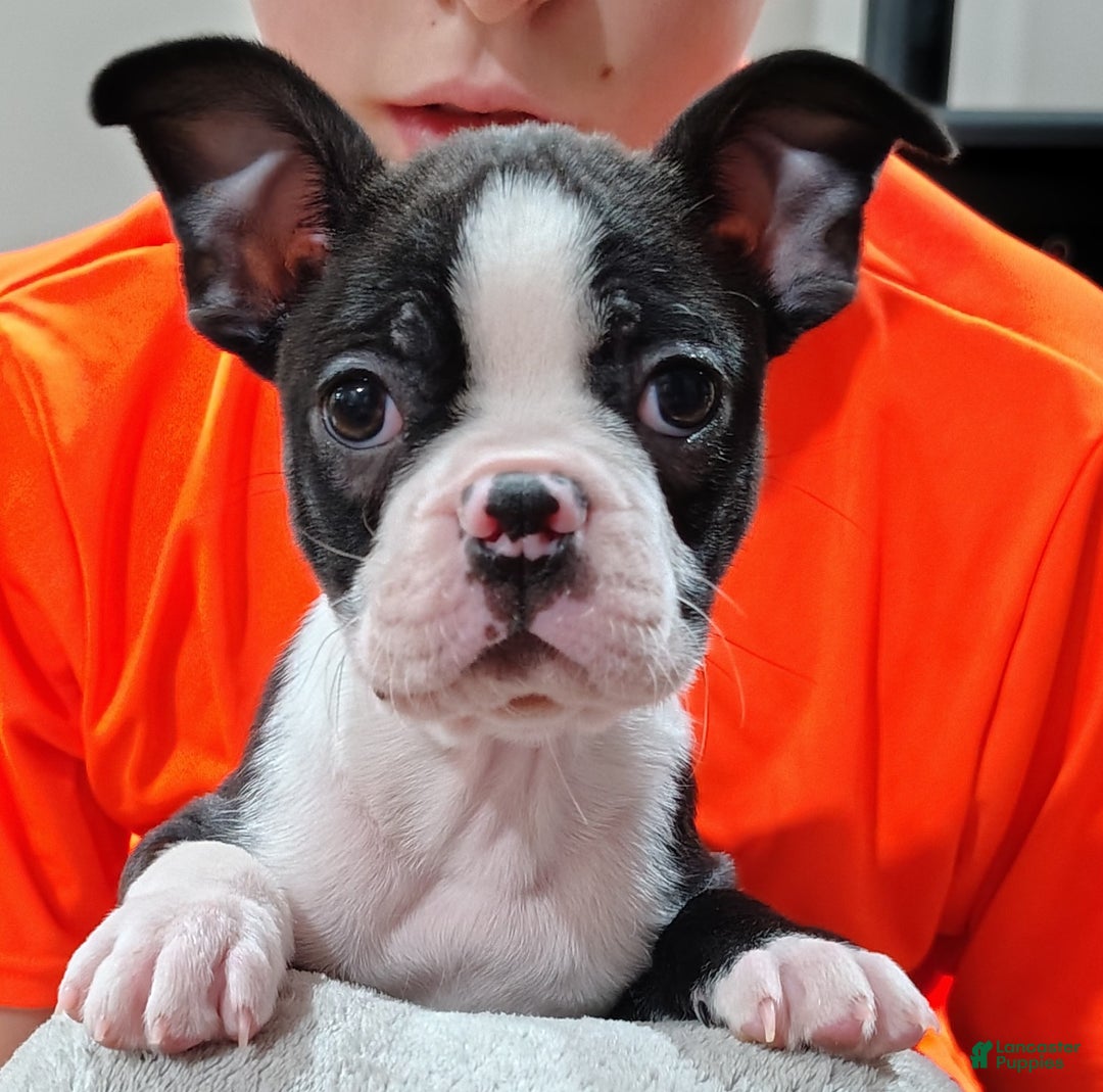Boston Terrier dogs for sale: Zuma - Ad 2
