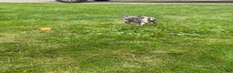 French Bulldog dogs for sale: Mindy - Ad 3