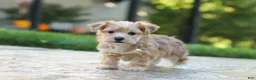 Morkie dogs for sale: Chase - Ad 6