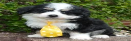 Mini Bernedoodle dogs for sale: Mini Bruno - Ad 10