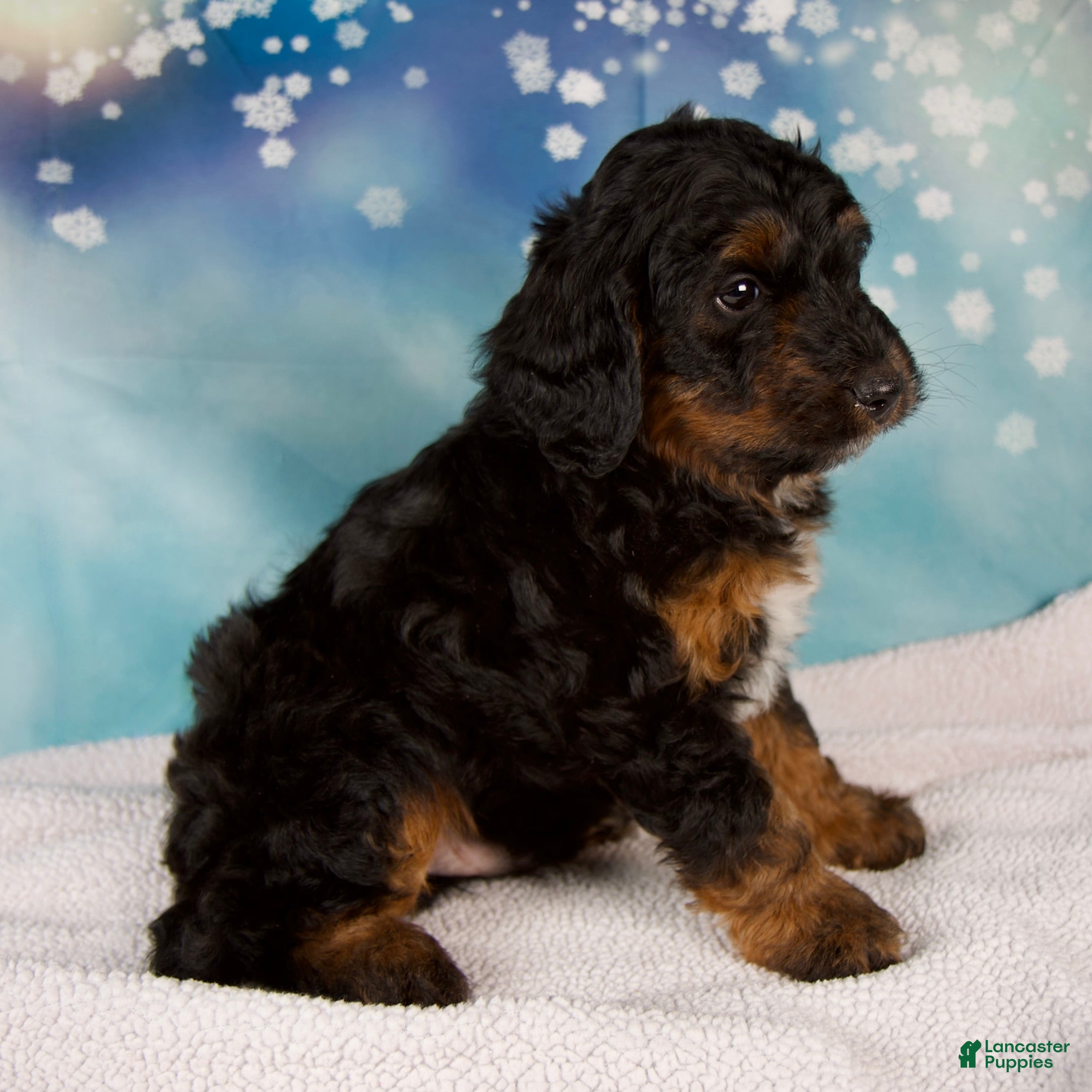 Mini Bernedoodle dogs Curtis - Ad 2
