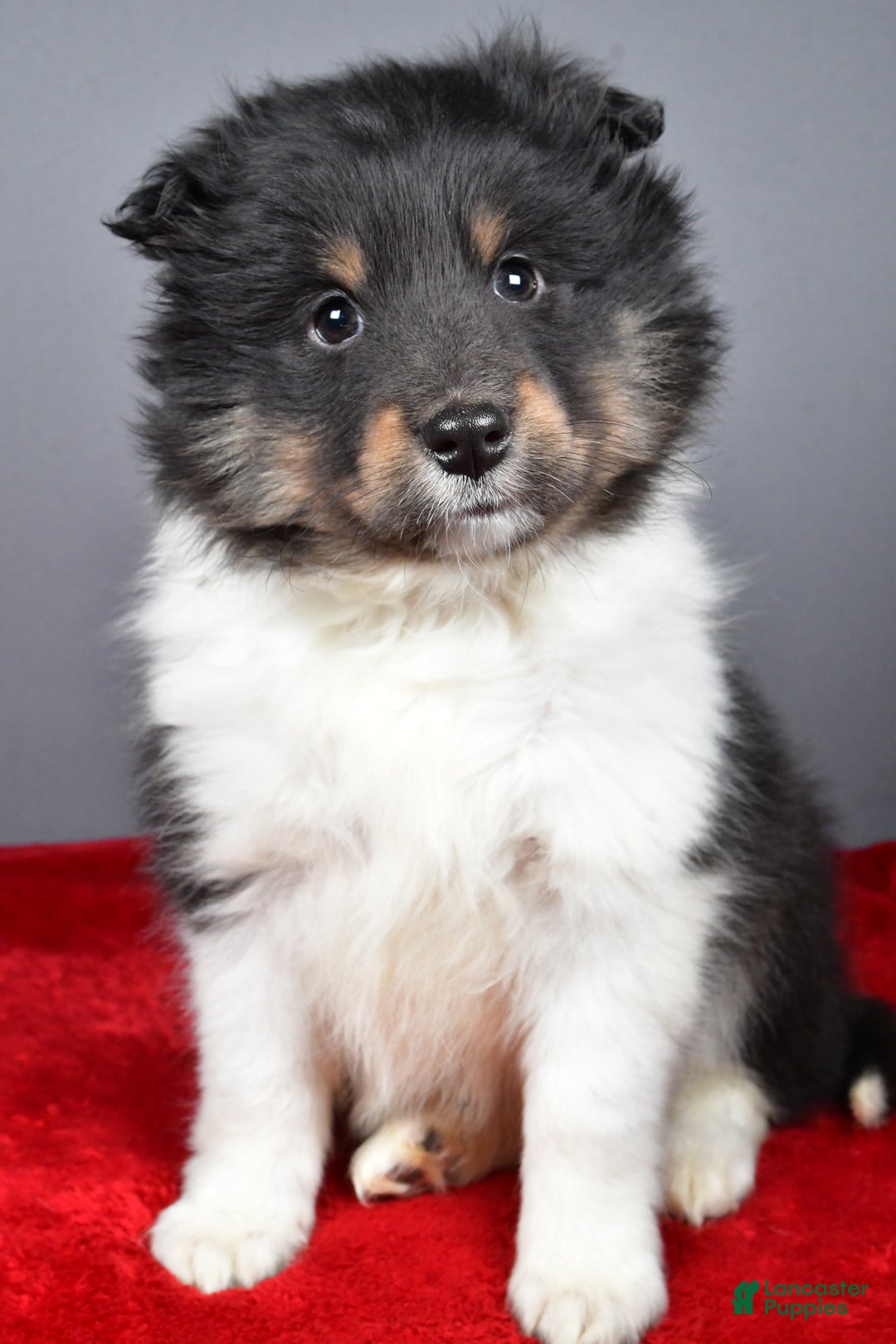Shetland Sheepdog dogs for sale: Trixie - Ad 8