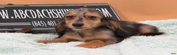 Miniature Dachshund dogs for sale: Miniature Dachshund Puppy 2 - Ad 5