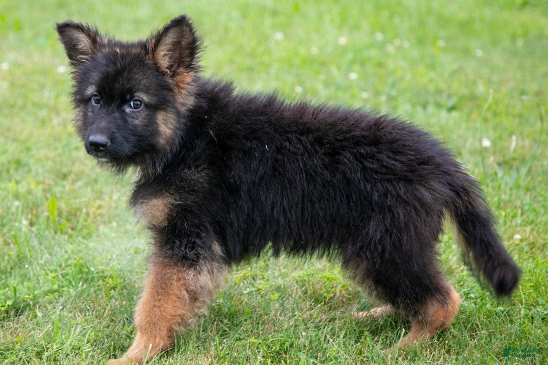 German Shepherd dogs for sale: Kenny - Ad 3