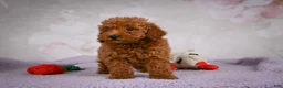 Miniature Poodle dogs for sale: Jake - Ad 12