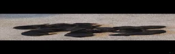 Doberman Pinscher dogs for sale: CANYON - Ad 5