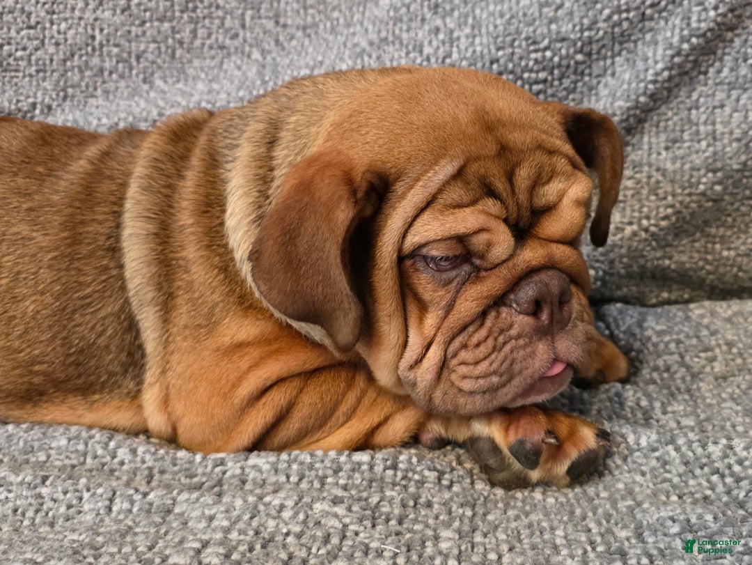 English Bulldog dogs for sale: Caroline - Ad 6
