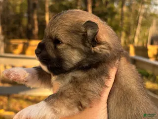 Pomeranian dogs Pomeranian Puppy 2 - Ad 8