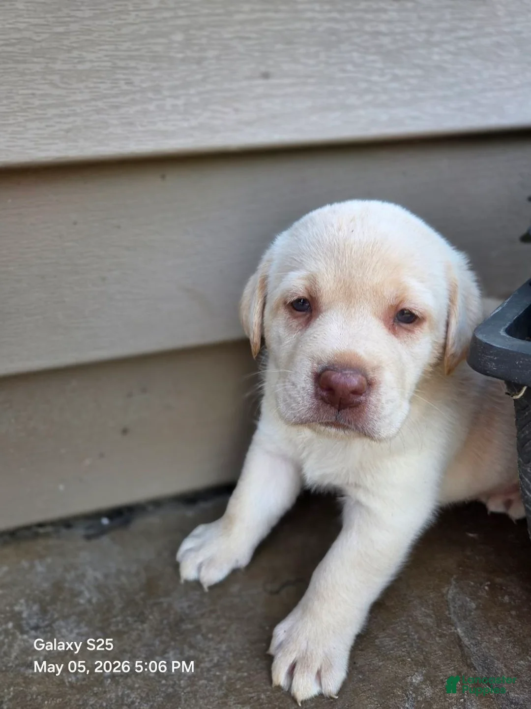 Labrador Retriever dogs for sale: Angel - Ad 2