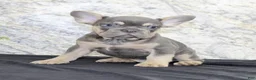 French Bulldog dogs for sale: Tucker - Ad 3