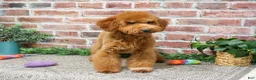 Mini Goldendoodle dogs for sale: Victoria  - Ad 4