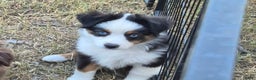 Toy Australian Shepherd dogs for sale: Toy Australian Shepherd Puppy 1 - Ad 1