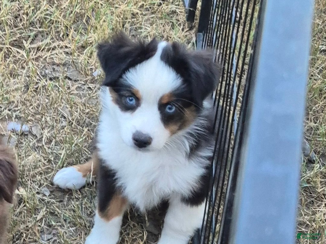 Toy Australian Shepherd dogs for sale: Toy Australian Shepherd Puppy 1 - Ad 1