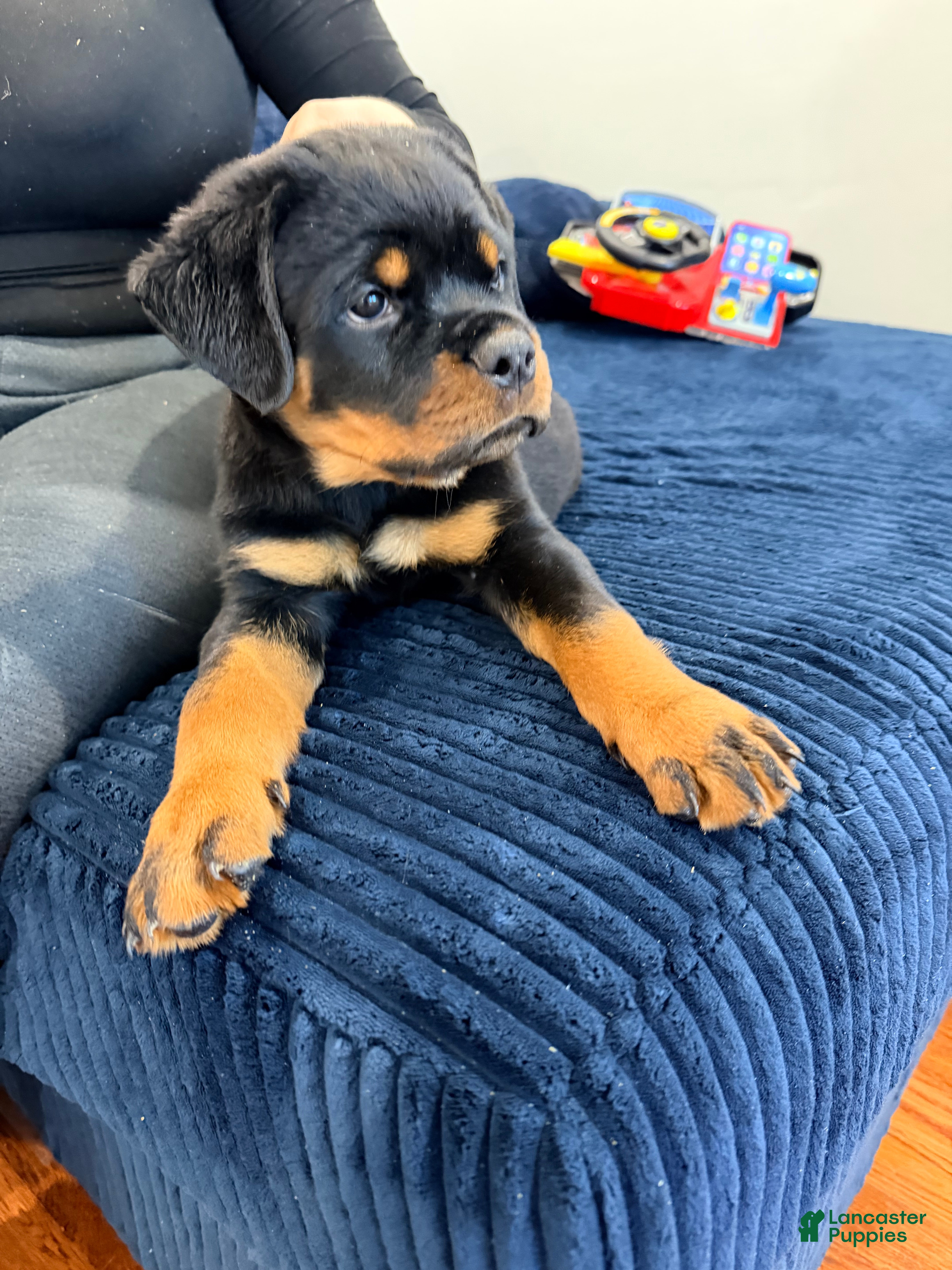 Rottweiler dogs Rottweiler 3 - Ad 1
