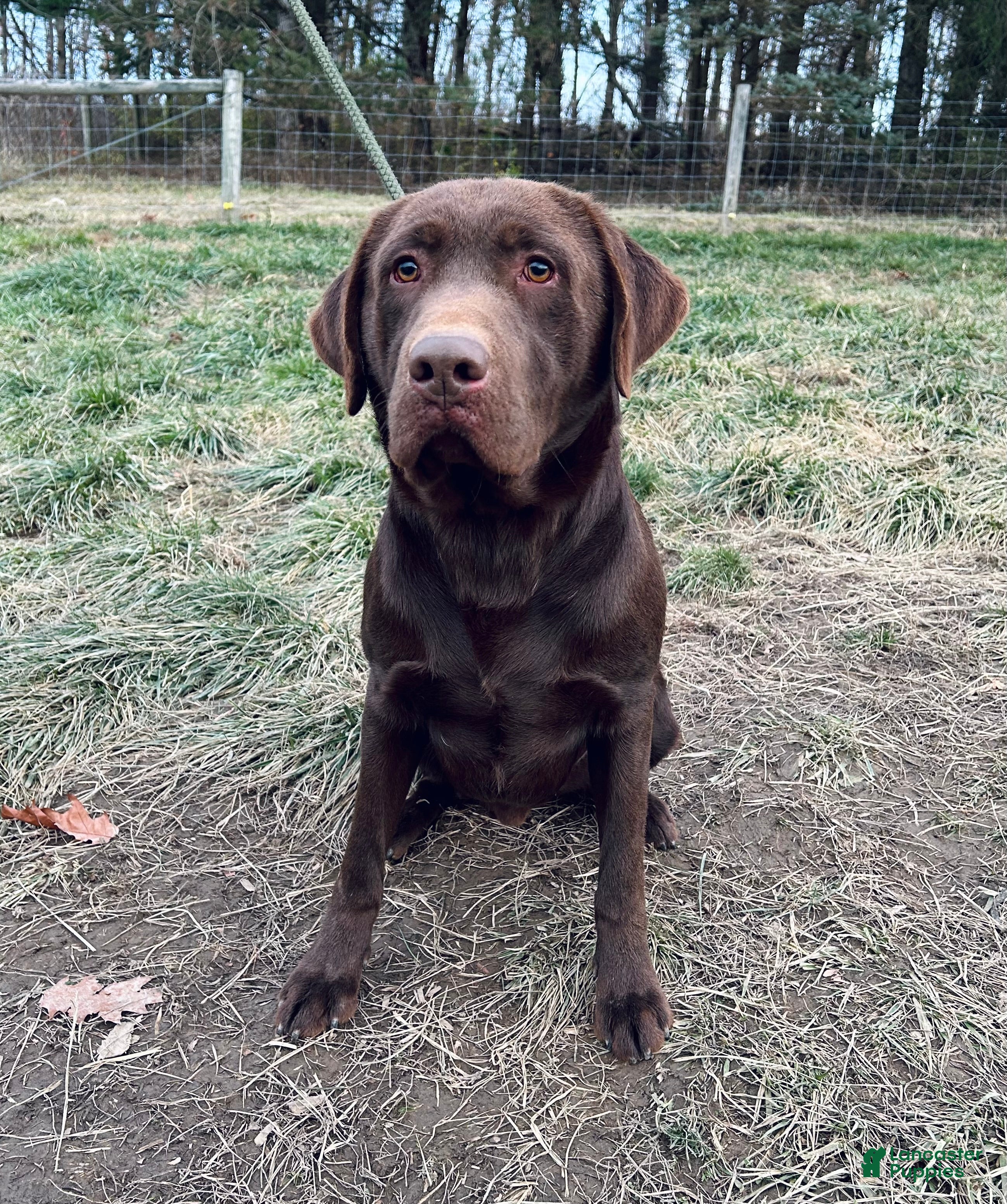Buckeye Buster 
