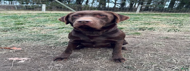 Buckeye Buster 